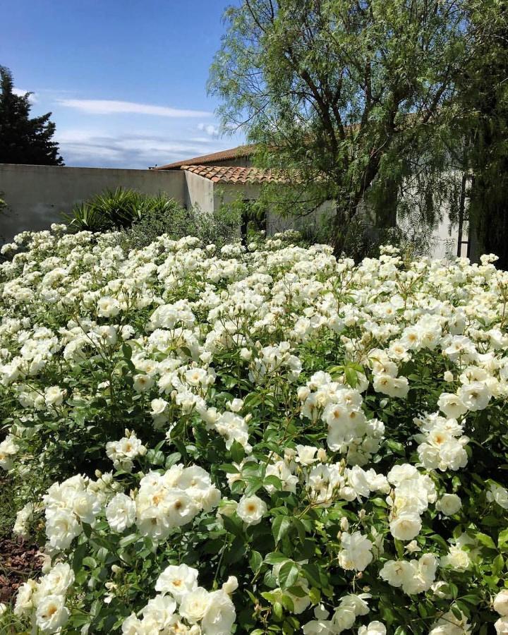 B&B Mas De Caustes Saint-Rémy-de-Provence Екстериор снимка